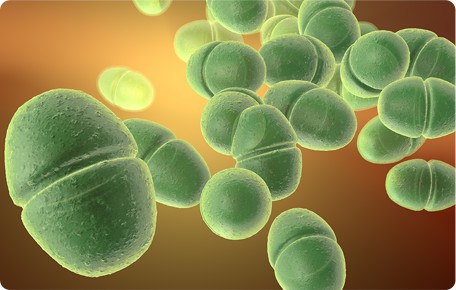Small-molecule Methoxy Linear PEG (mPEG)