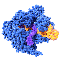 PEGylation of Peptides and Proteins