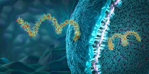 PEGylation of siRNA