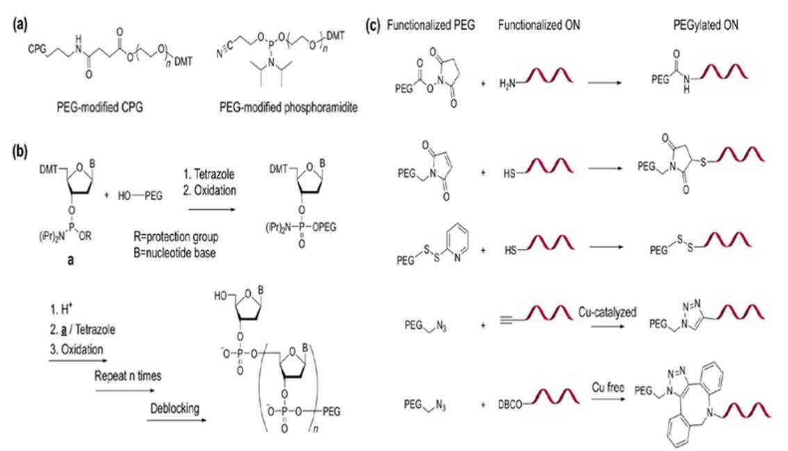 Chemical synthesis of PEGylated ONs.