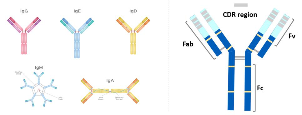 PEGylation of Antibody