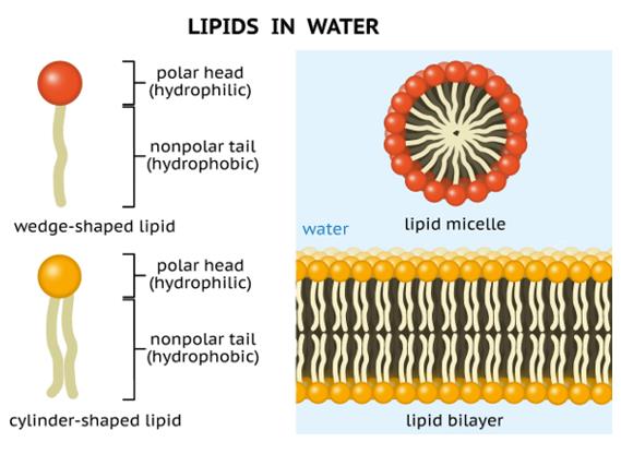 PEGylation of Lipid