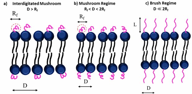 Regimes in a PEG coated liposome a) Interdigitated Mushroom; b) Mushroom Regime; c) Brush Regime (International Journal of Lipids. 2020, 1(2): 1-20).