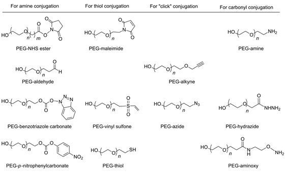 Activated PEG derivatives for conjugation.