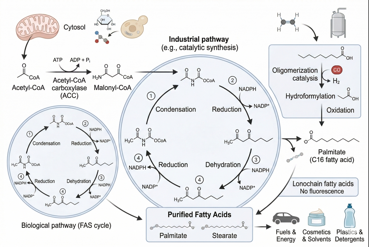 Fatty Acid Synthesis Methods and Selection Guide