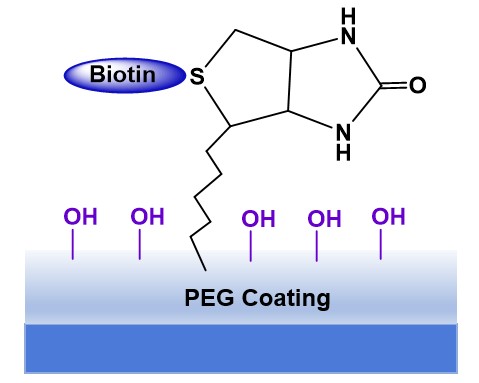 PEGylation of Biotin