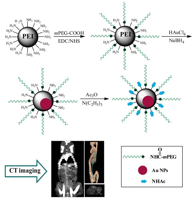 Schematic illustration of the preparation of pegylated Au PENPs for CT imaging applications