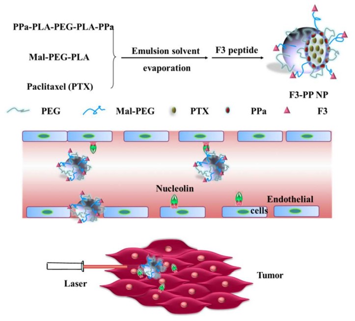 Research applications of PEG-PLA nanoparticles in cancer therapy