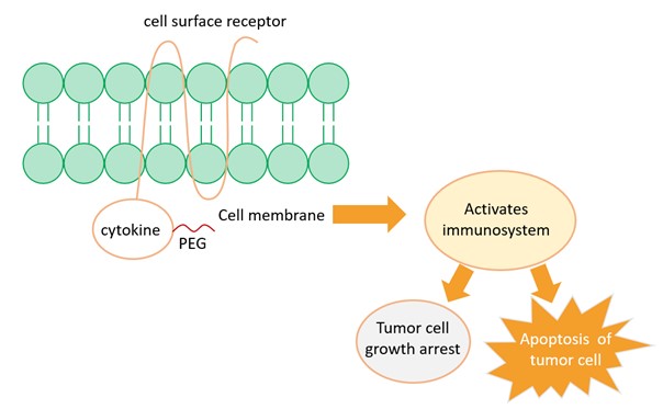 Representing PEGylated cytokines in anticancer therapy