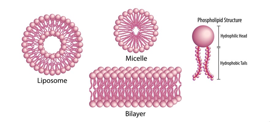 Phospholipid bilayer