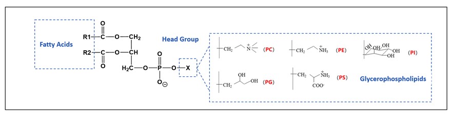 Classification of glycerophospholipids.