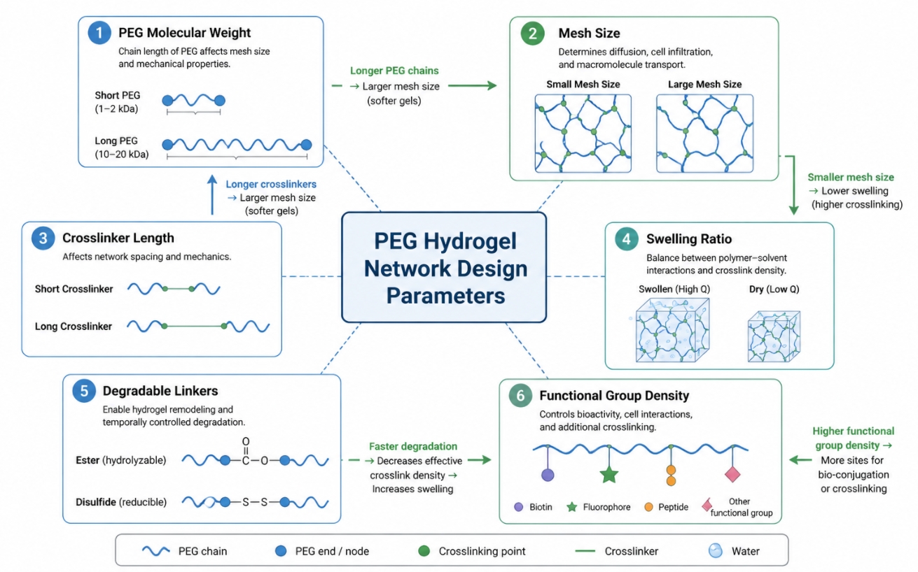 PEG hydrogel network design