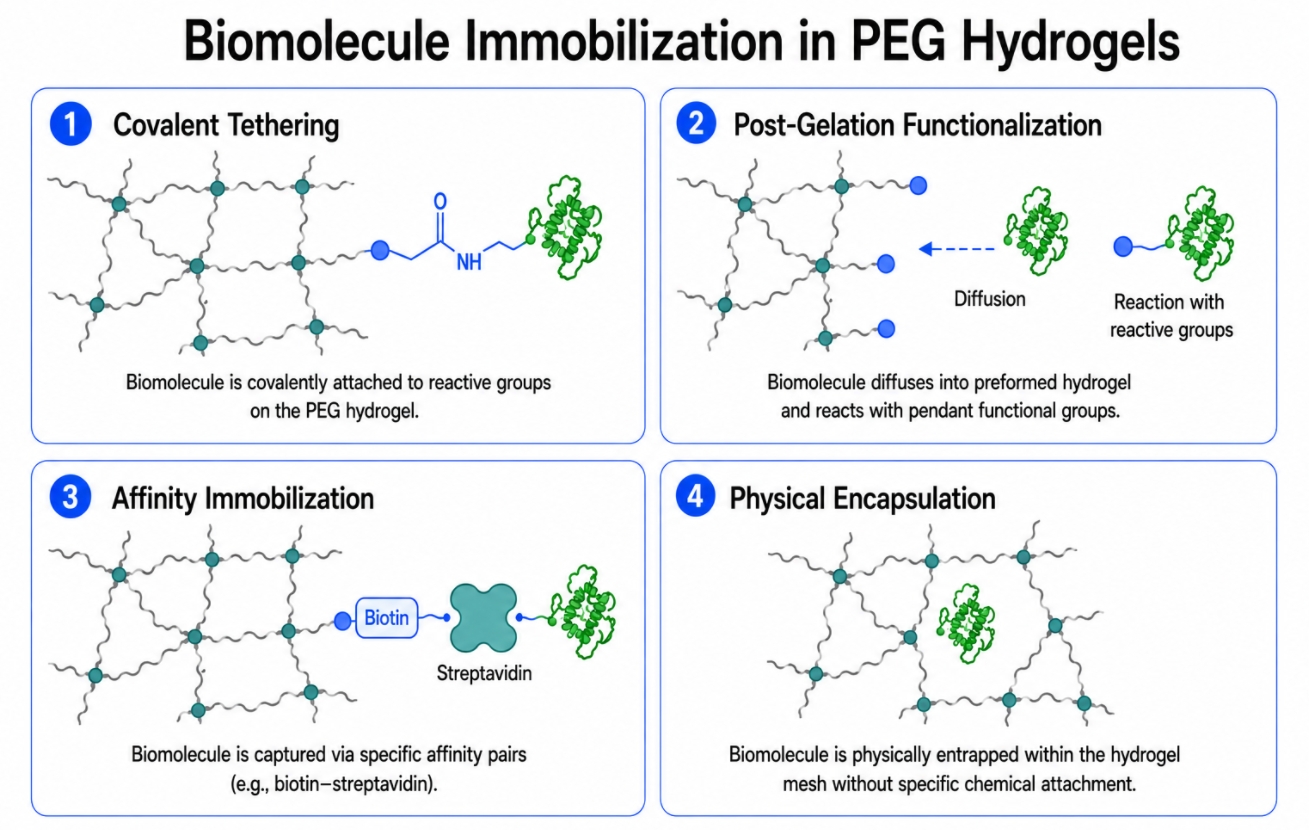 PEG hydrogel biomolecule immobilization