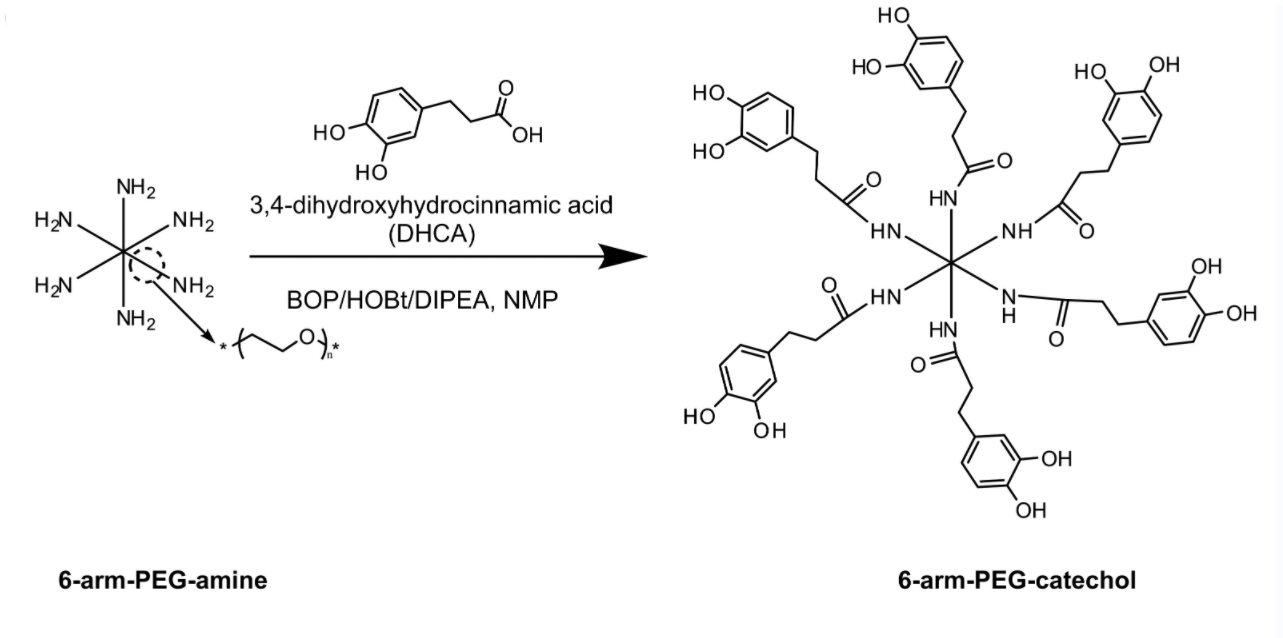 Synthesis of 6-arm-PEG-catechol from 6-arm-PEG-amine