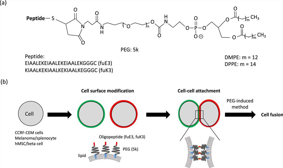 PEG-modified liposomes conjugated with MLP.