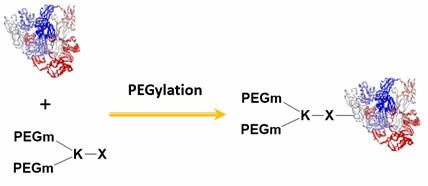 Y-shaped PEGs Synthesis