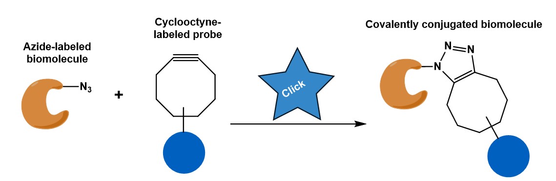 Click Chemistry and Bioorthogonal Chemistry