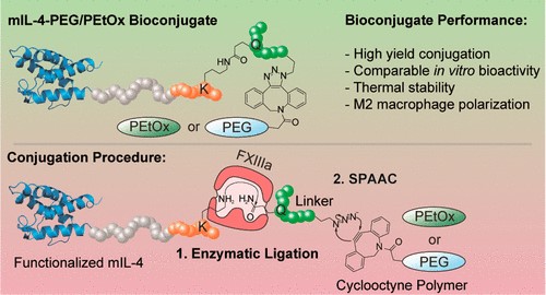 Research applications of enzymatic pegylation