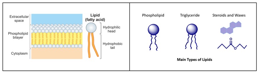 Structure and classification of lipids