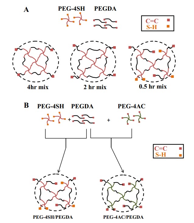 Application: PEG-thiol-based hydrogel with controllable properties