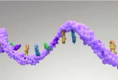 Thiol(-SH) PEG