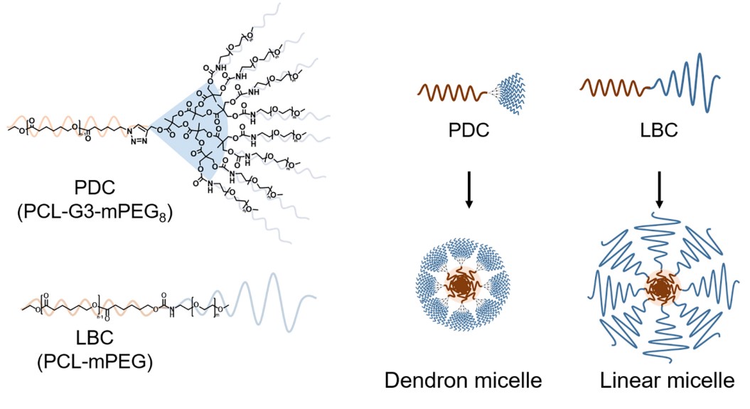 Application of dendritic PEG in polymer micelles