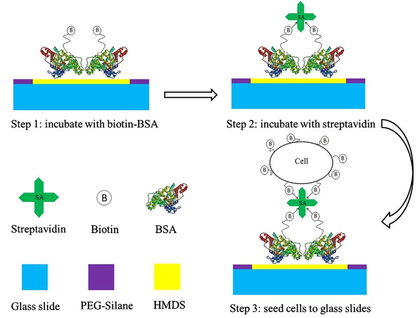 Application cases of PEG-silane in biomaterials