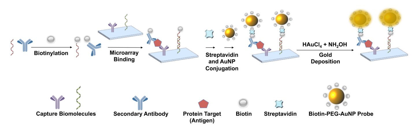 Universal biotin-PEG-linked gold nanoparticle probes for the simultaneous detection of nucleic acids and proteins