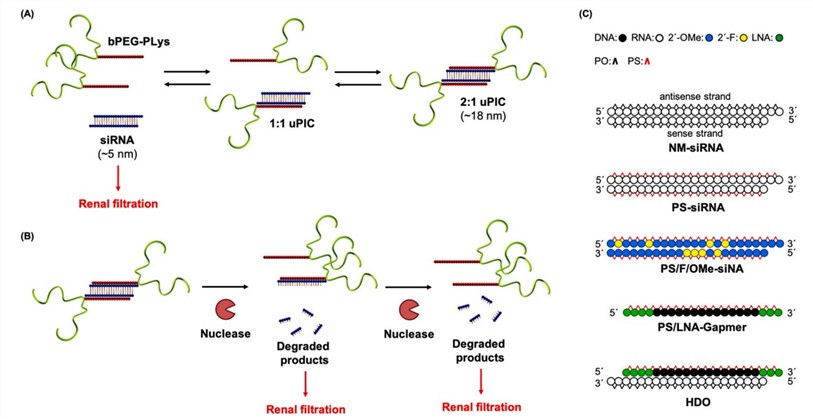 Research application of branched PEGs in polyion complexes