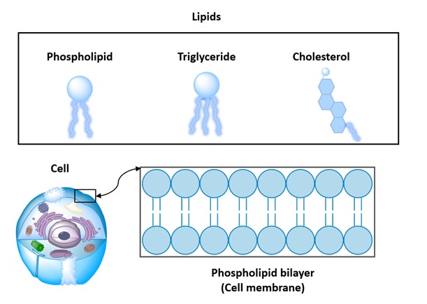 Lipid structure