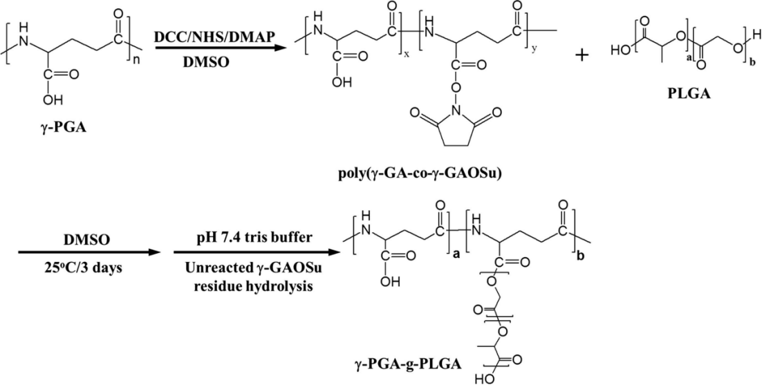 Synthetic route of γ-PGA-g-PLGA copolymer