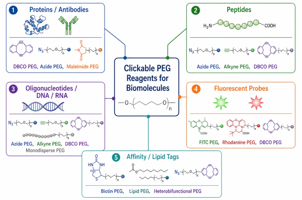clickable PEG biomolecule reagents