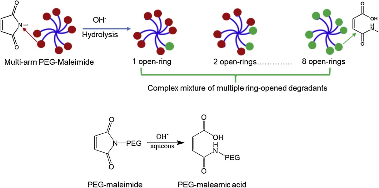 Multiplicity of maleimide functional groups on the PEG chain