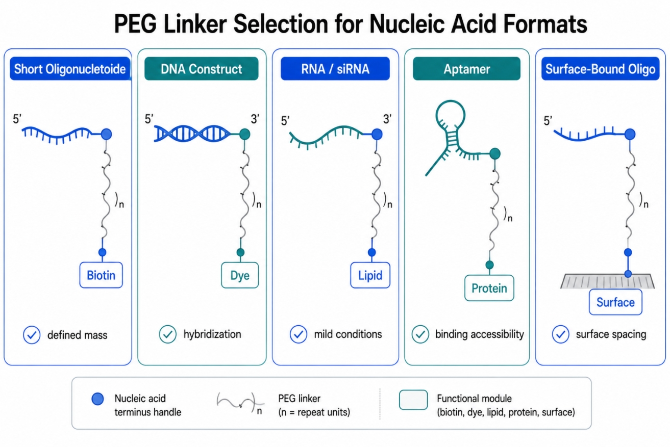 How to Choose PEG Linkers for Oligonucleotide and Nucleic Acid Conjugation?