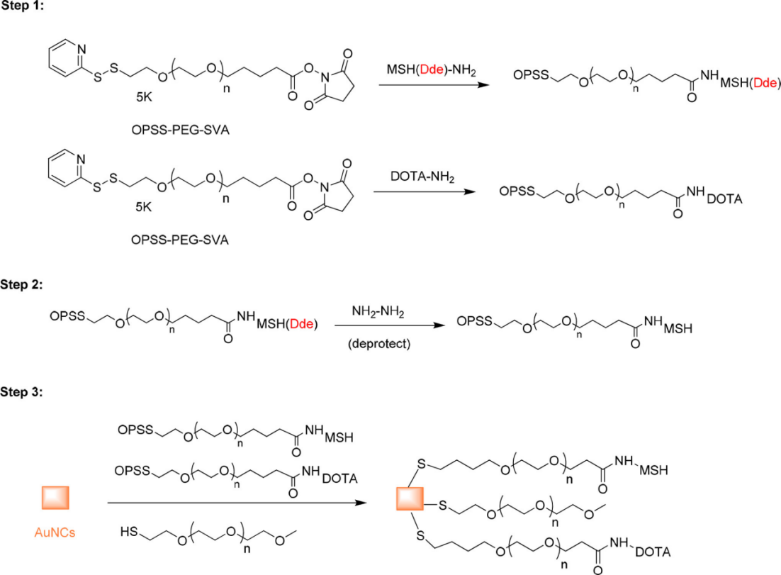 OPSS-PEG-SVA as linker for the preparation of AuNC-PEG-MSH