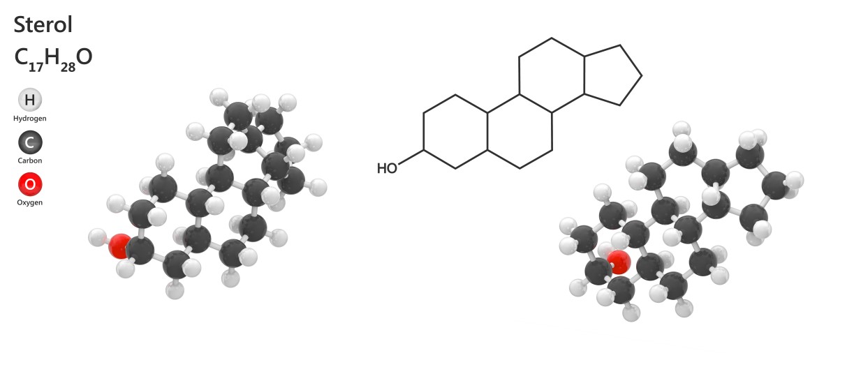 Structure of Sterols