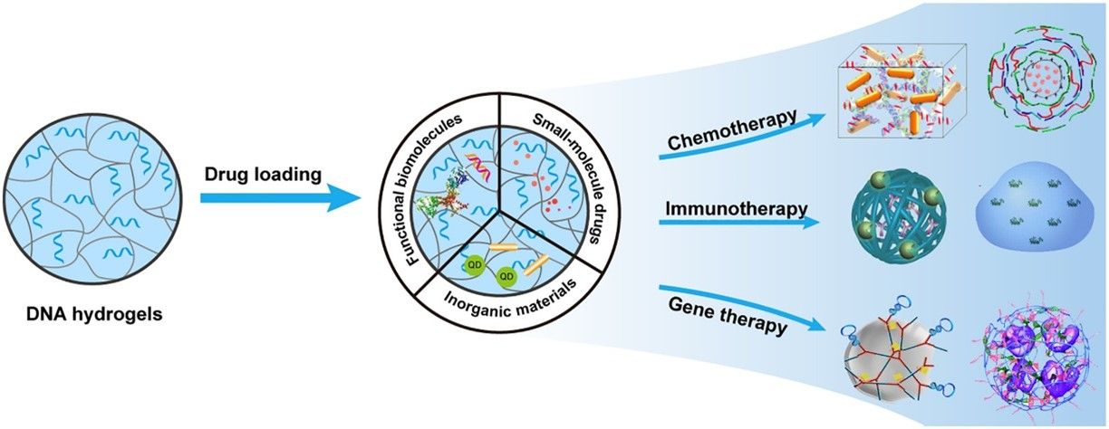 Application of hydrogels in drug delivery