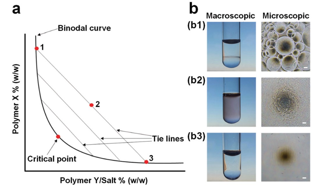 Phase diagram of ATPS and images of polymer mixtures under different states