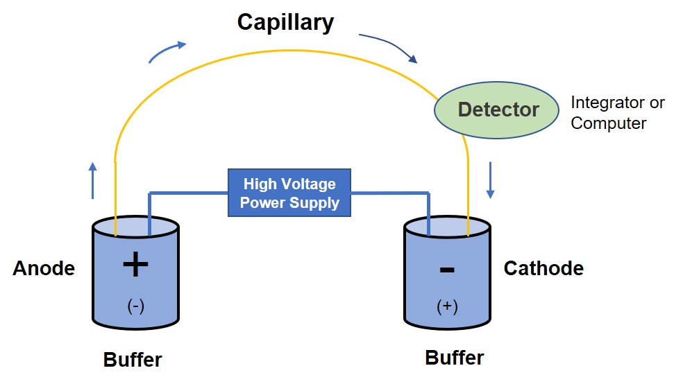 Schematic diagram of capillary electrophoresis (CE) system