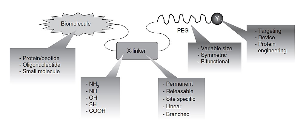 Versatility of PEG modification