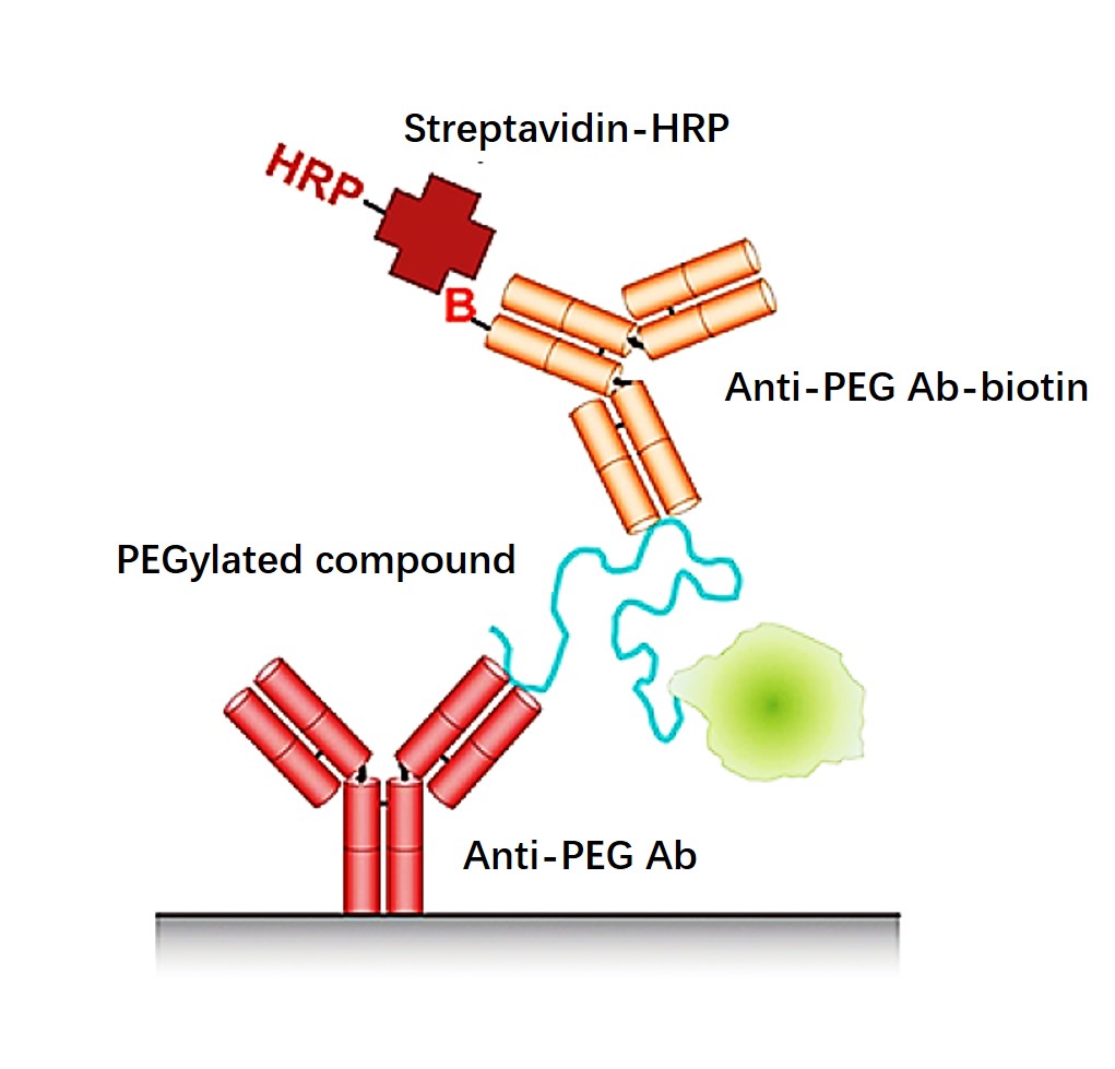 Anti-PEG ELISA