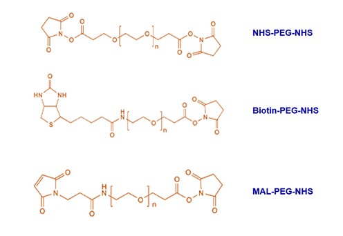 Examples of NHS ester PEG