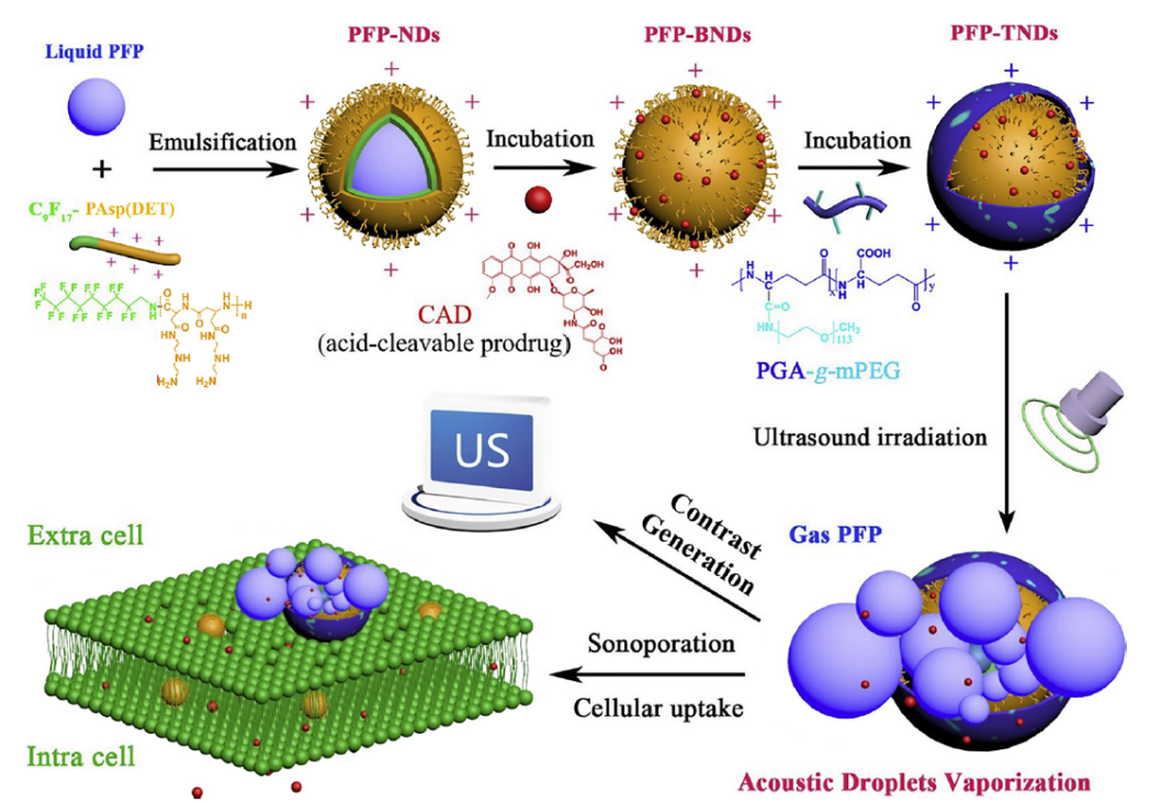 Fabrication-of-functional-nanodroplets-coated-with-PGA-g-mPEG-and-the-mechanisms-of-ultrasound-triggered-imaging