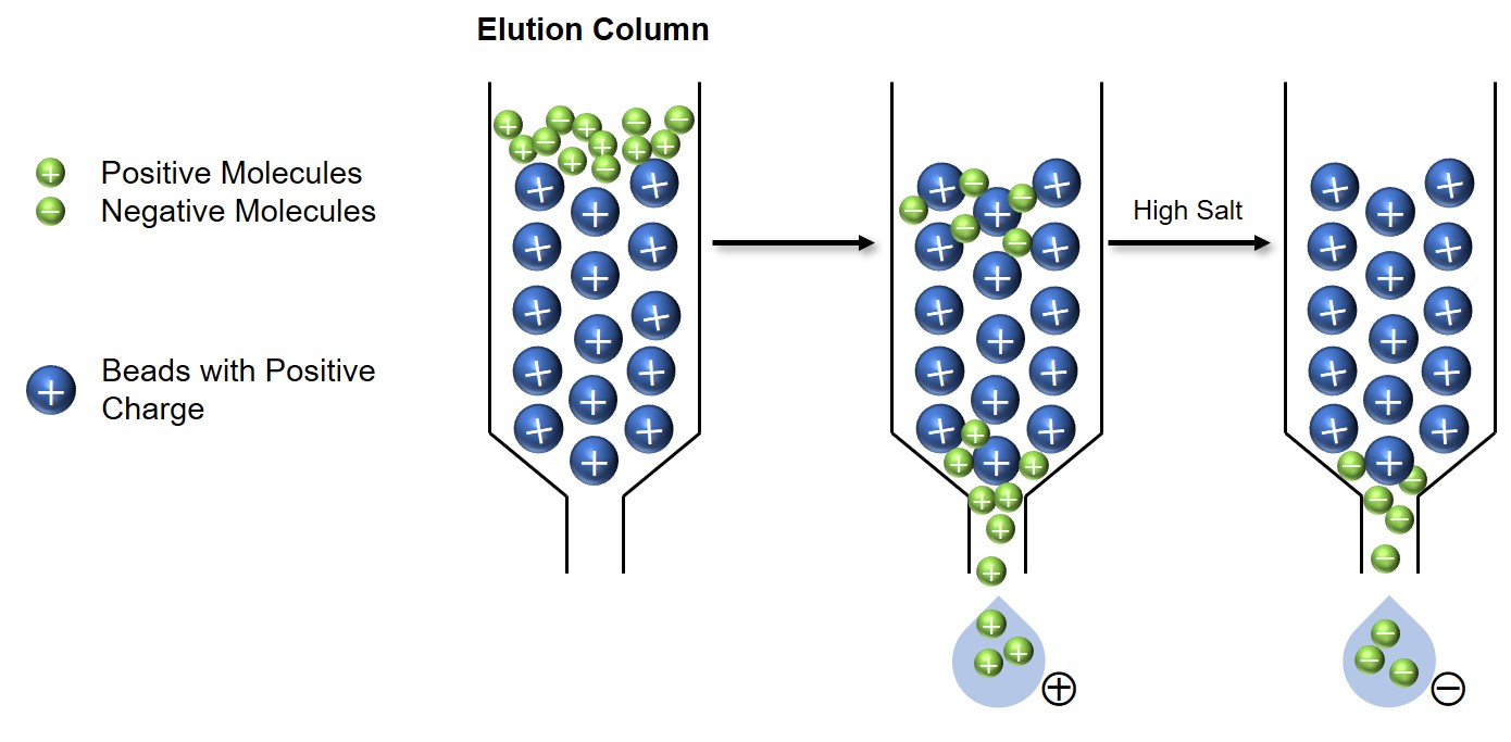 Schematic illustration of Ion exchange chromatography (IEX)