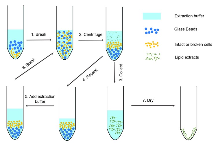 Lipid extraction and analysis