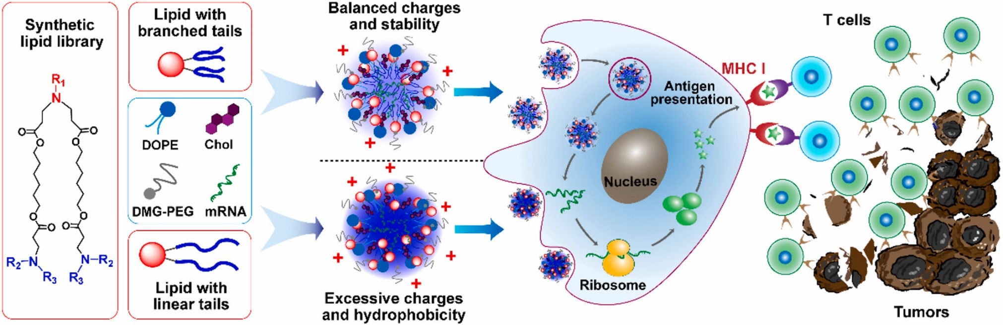 Lipid nanoparticles for mRNA delivery