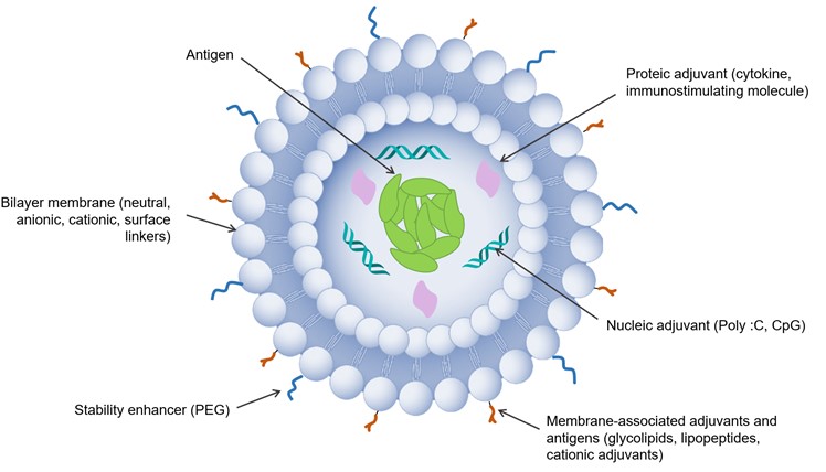 Liposome-based vaccine delivery