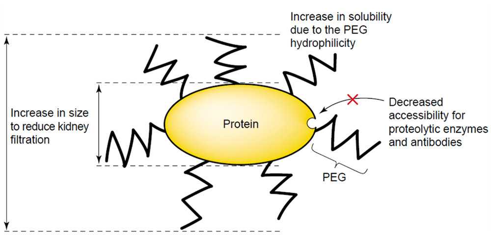 Main-advantages-of-PEGylated-proteins