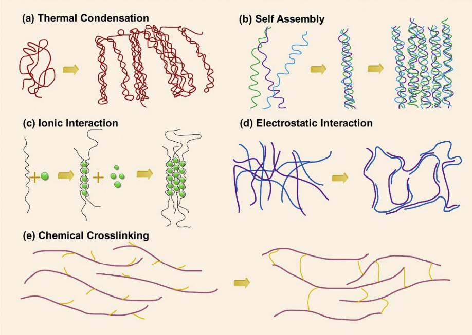 Fig. 1. Crosslinking of hydrogels, (a)-(d) Physical crosslinking: (a) Thermal condensation, (b) Molecular self-assembly, (c) Ionic gelation, (d) Electrostatic interaction; and (e) Chemical crosslinking.