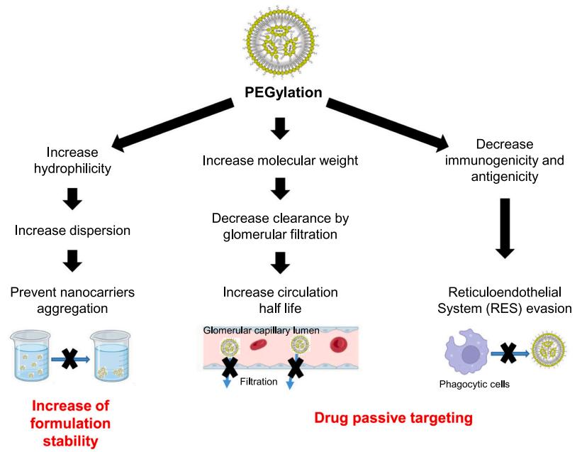 Fig. 1. The effect of PEGylation on the formulation stability and drug passive targeting